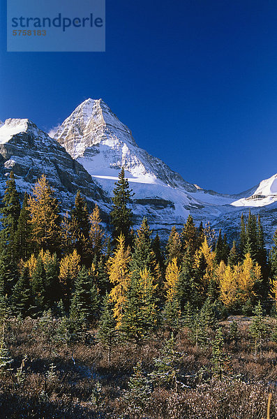 Mount Assiniboine und Stand der Lärchen im Herbst  Mount Assiniboine Provincial Park  British Columbia  Kanada.