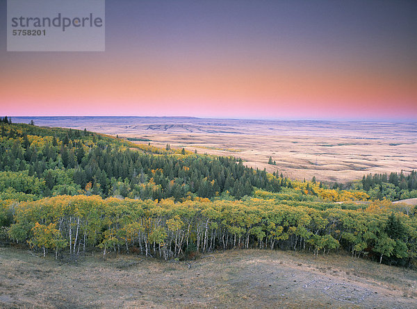 Cypress Hills Interprovinziellen Park  Saskatchewan  Kanada.