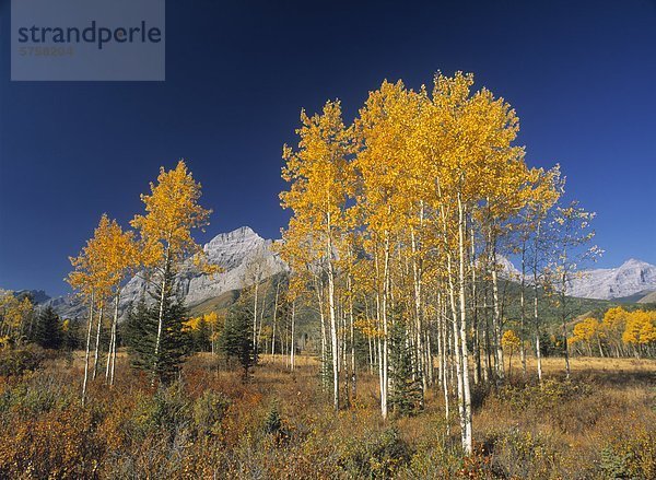 Herbstfarben am Highway 40  Kananaskis Country  Alberta  Kanada.