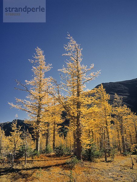 Upper Lake Rowe und Lärchen im Herbst  Waterton-Lakes-Nationalpark  Alberta  Kanada.