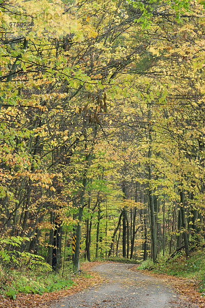 Feldweg im Herbst mit Straße  Lawler Road  Pelham  Ontario  Kanada.