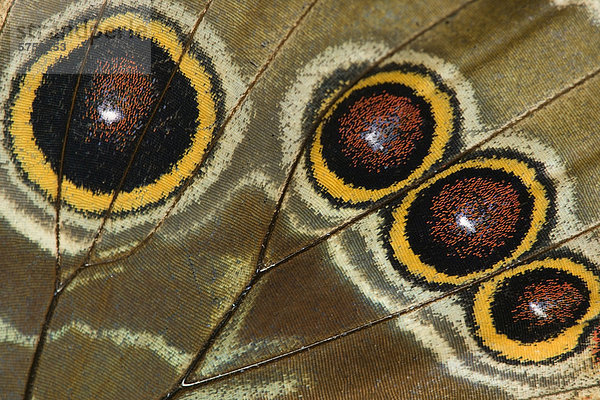 Closeup der Schmetterlingsflügel  Ontario  Kanada.