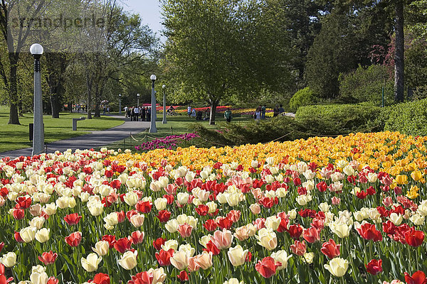 Die weltbekannte Tulpe Betten Kommissare Park verfügen über 300.000 Blüten und mehr als 50 Sorten. Tulpen  Kommissare Park Dows Lake  Ottawa  Ontario  Kanada.
