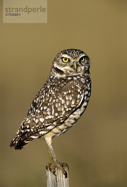 Burrowing Owl (Speotyto Canicularia)  eine vom Aussterben bedrohte Arten in Kanada.