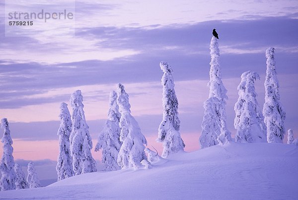 Raven am Schnee bedeckt Baum  Mount Seymour Provincial Park  North Vancouver  British Columbia  Kanada