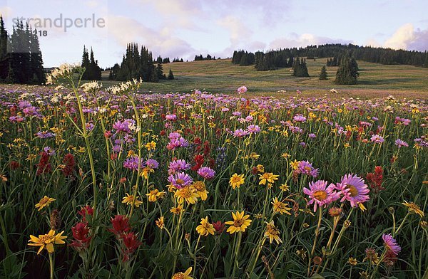 Wildblumen  Trophy Wiesen  Wells Gray Provincial Park  British Columbia  Kanada