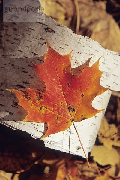 Einzelne Ahornblatt auf Birkenrinde  Nationalpark Gatineau  Québec  Kanada.