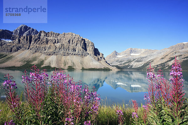 Schmalblättriges Weidenröschen entlang dem Ufer des Bow Lake unterhalb Crowfoot Berg auf dem Icefields Parkway  Banff Nationalpark  Alberta  Kanada.