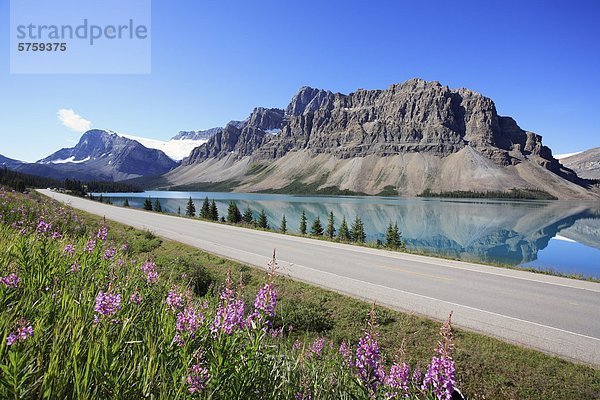 Der Icefields Parkway (Highway 93 North) von Banff nach Jasper am Bow Lake mit Crowfoot Berg- und Gletscherwelt in den Hintergrund und Schmalblättriges Weidenröschen Wildblumen im Vordergrund  Banff Nationalpark  Alberta  Kanada.