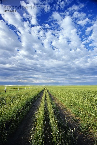Road-Feld der Hauben-Weizen Futter Ernte  in der Nähe von Ponteix  Saskatchewan  Kanada.