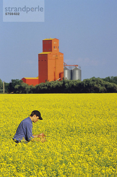 Landwirt Inspektion Blüte Bühne Raps mit Korn Umgang mit Struktur im Hintergrund  in der Nähe von Carey  Manitoba  Kanada.