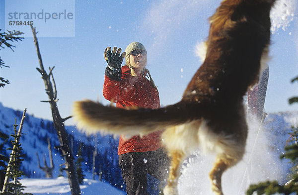 Eine Frau und ein springender Hund spielen im Schnee im Winter auf einem Gipfel in der Nähe von Rossland  British Columbia  Kanada.