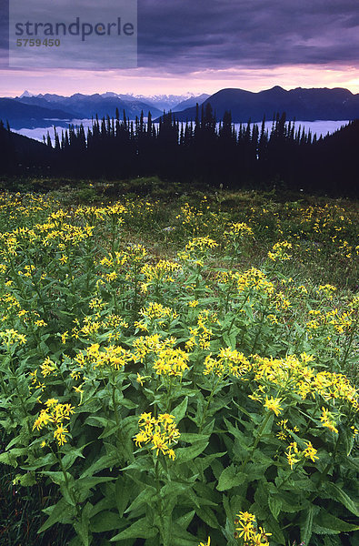 Mit Blick auf den Nebel im Columbia Trench und Rocky Mountains  Alpen-Kreuzkraut in einer Wildblumen Wiese von den Selkirk Mountains  British Columbia  Kanada.