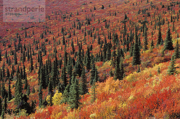 Herbstfarben lange Autobahn 'Top Of The World' in der Nähe von Dawson  Yukon  Kanada.