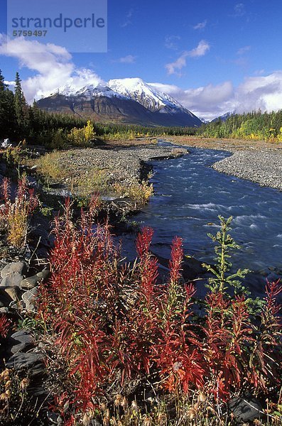 Schmalblättriges Weidenröschen Pflanzen in Herbstfarben neben Quill Creek  Kluane National Park  Yukon  Kanada.