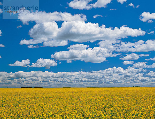 Blüte Bühne Raps Feld/Cumulus Wolken  in der Nähe von Starbuck  Manitoba  Kanada.