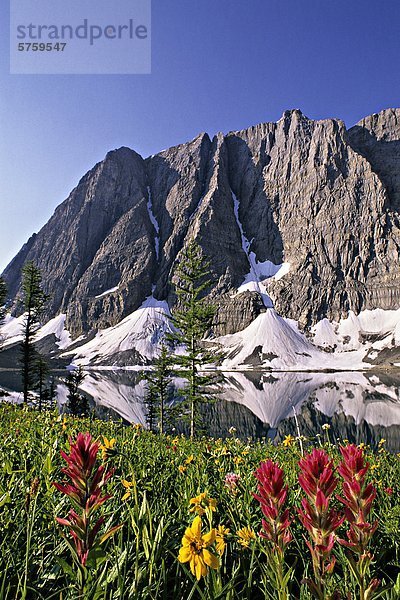 Wildblumen  Floe Lake  Rockwall  Kootenay Nationalpark  British Columbia  Kanada.