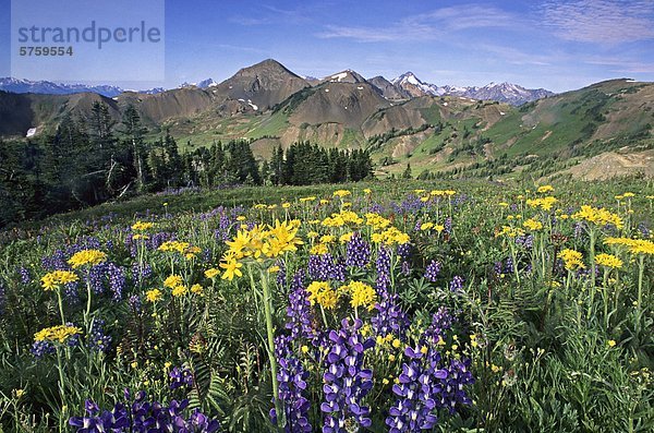 Lupine und Senecio Blumen  South Chilcotin Provincial Park  British Columbia  Kanada.