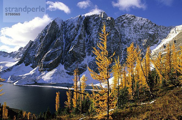 Lärche im Herbst Farbe  Floe See  die Felswand  Kootenay Nationial Nationalpark  British Columbia  Kanada.