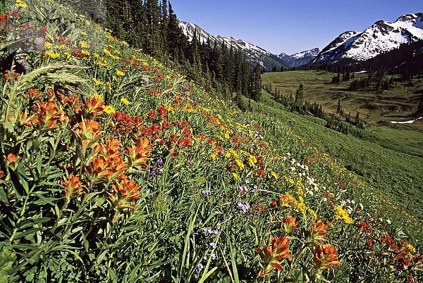 Wildblumen Wiese  McGillivray Pass  Küste Ural British Columbia  Kanada.