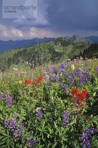 Alpinen Wildblumen  Idaho Peak  Selkirk Mountains  British Columbia  Kanada.