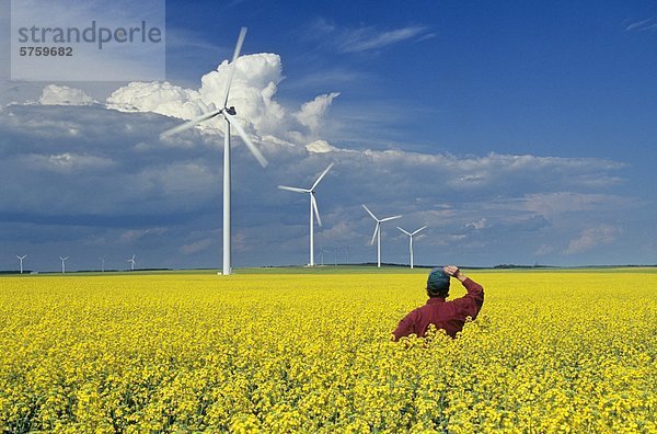 Windturbine Windrad Windräder blühen Feld Bauer Ansicht Canola