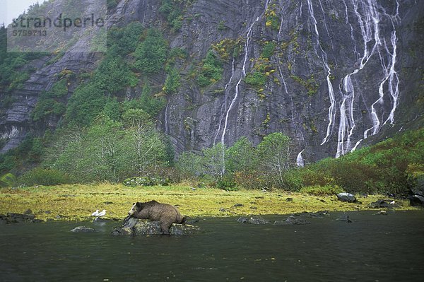 Grizzlybär ursus horibilis Grizzly Felsbrocken Entspannung British Columbia Kanada Great Bear Rainforest