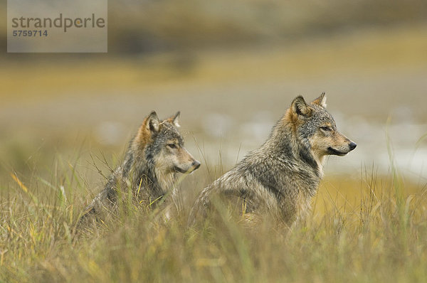 British Columbia Kanada Great Bear Rainforest