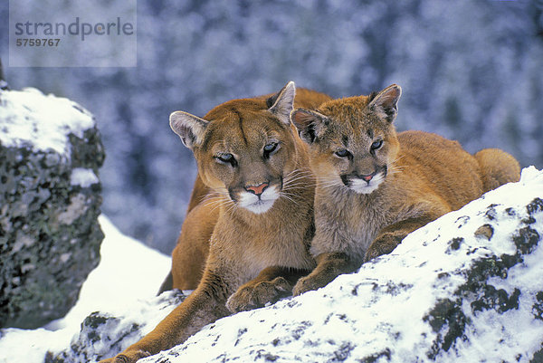 PUMA/Mountain Lion/Puma (Felis Concolor) Mutter und Jungtier Kuscheln im Winter  Rocky Mountains  Kanada.