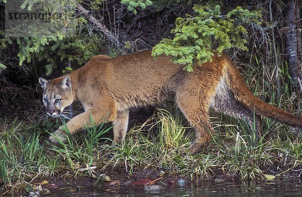PUMA/Mountain Lion/Puma (Felis Concolor) jagt am Rand des Streams in Frühling  Rocky Mountains  Kanada.
