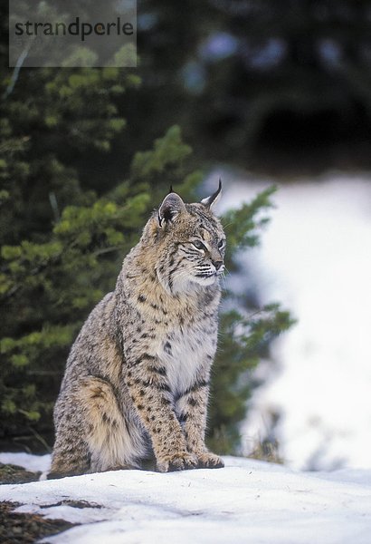Rotluchs (Lynx Rufus) sitzt bewegungslos beim sehen und hören für bewegte Beute. Winter  Rocky Mountains  Kanada.