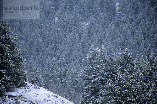 Frau läuft im Winter  Canmore  Alberta  Kanada.