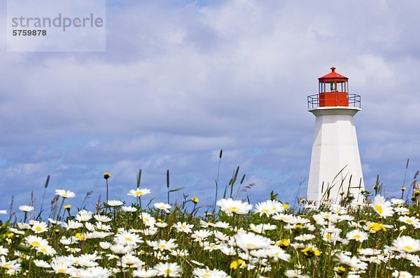 Schiffswrack Leuchtturm Gänseblümchen Bellis perennis zeigen Kanada Prince Edward Island