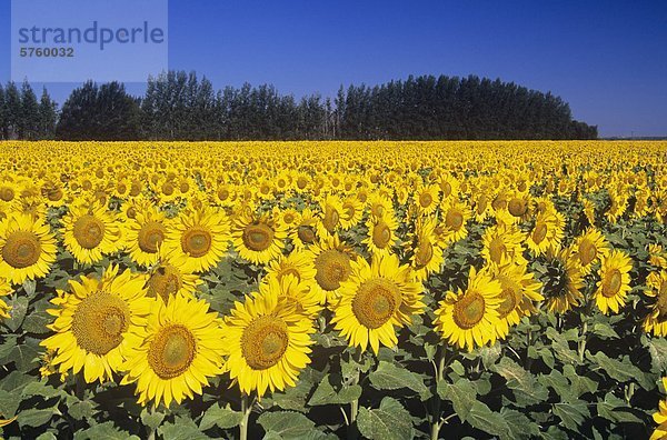 Sonnenblumenfeld nahe Oakbank  Manitoba  Kanada.