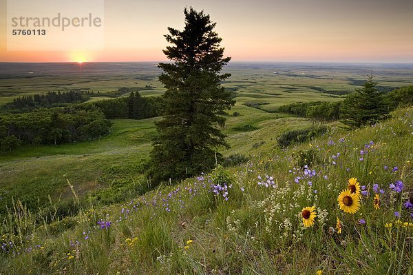 Glatze kahl Sonnenuntergang Wildblume Spitzkoppe Afrika Saskatchewan Kanada Cypress Hills Interprovincial Park