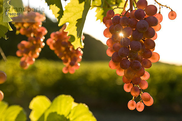 Pinot Noir Trauben wachsen in Weinberg in der Niagara-Halbinsel in der Nähe von Grimsby  Ontario  Kanada.