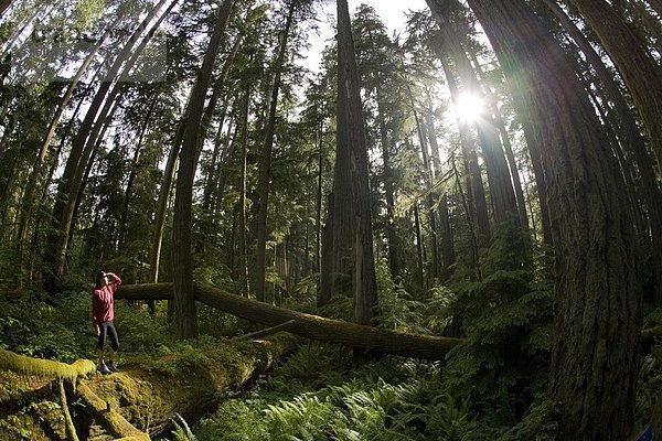 Eine Frau  bewundern die Riesenzedern im Cathedral Grove Provincial Park  Vancouver Island  British Columbia  Kanada.