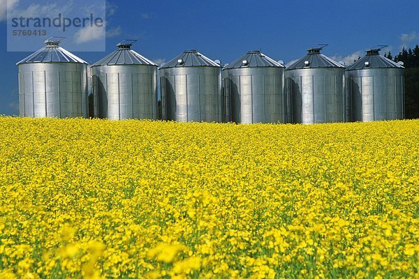 blühenden Raps mit Korn Lagerung bins(silos) im Hintergrund  in der Nähe von Somerset  Manitoba  Kanada