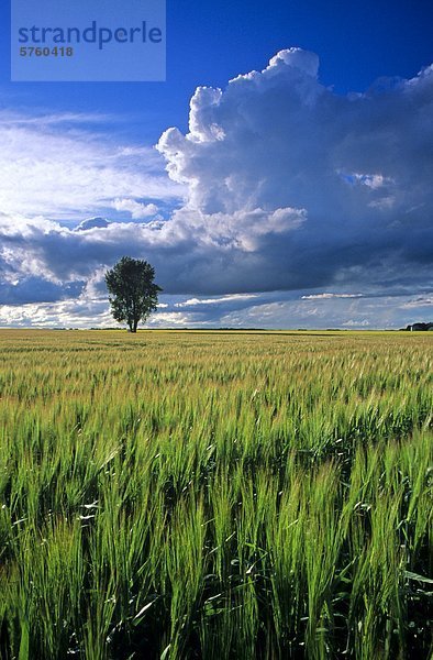 Kumulonimbus Wolke Anhaftungen über Gerstenfeld mit Pappel Baum im Hintergrund  in der Nähe von Dugald  Manitoba  Kanada