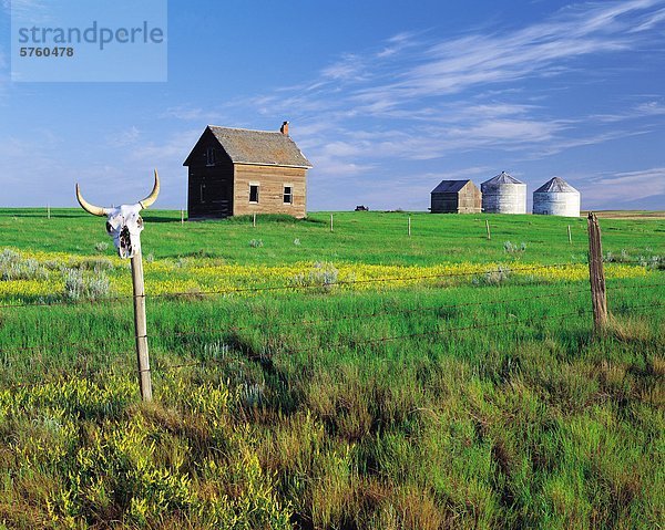 Kuh Schädel geschrieben am ländlichen Zaun des verlassenen Bauernhof in der Nähe von Admiral  Saskatchewan  Kanada