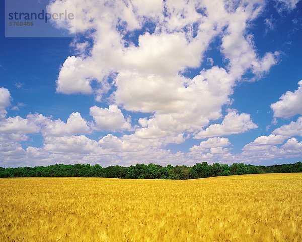 Reife Gerste und Himmel mit Cumuluswolken  in der Nähe von Carey  Manitoba  Kanada