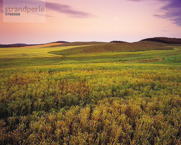 Flachs-Feld mit anderen Ernte-Muster im Hintergrund  in der Nähe von Tiger Hügel Holland  Manitoba  Kanada
