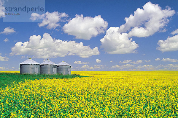 Blühenden Raps Feld mit Getreide Lagerplätzen im Hintergrund  Tiger Hügel  Manitoba  Kanada