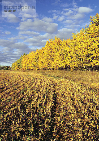 Farbaufnahme Farbe Getreide Hintergrund Feld Stoppelfeld Espe Populus tremula Kanada Manitoba