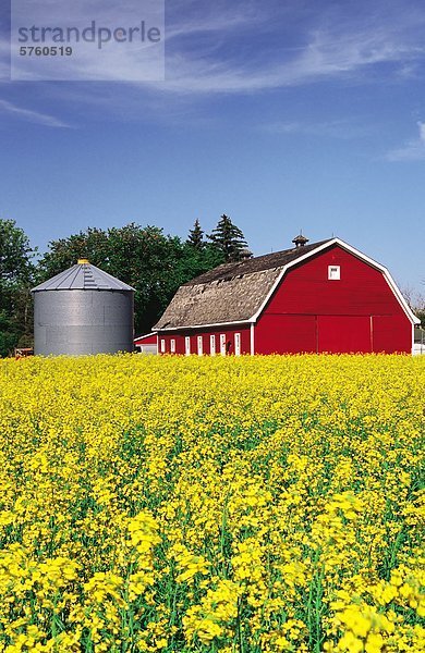 Blühenden Raps Feld mit roten Scheune und Korn bin im Hintergrund in der Nähe von Winnipeg  Manitoba  Kanada