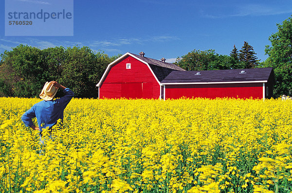 Landwirt stehen in blühenden Raps Feld mit roten Scheune im Hintergrund in der Nähe von Winnipeg  Manitoba  Kanada