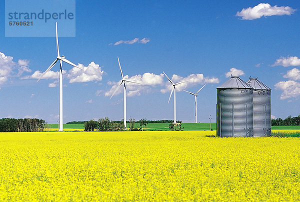 Windturbine Windrad Windräder Getreide blühen Hintergrund Feld Kanada Canola Manitoba