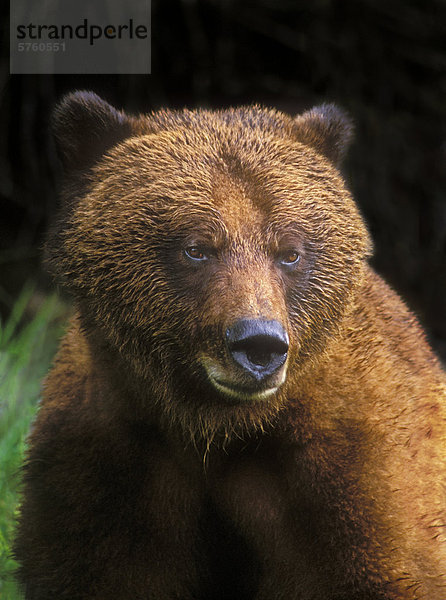 Grizzlybär im Khutzemateen Tal auf der zentralen Nordwestküste von British Columbia  Kanada