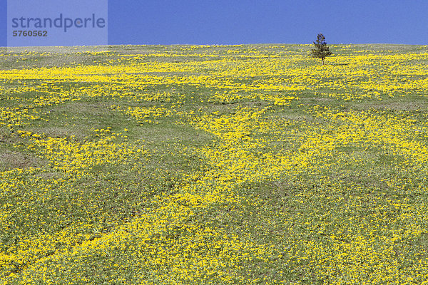 Balsamroot Blumen in Junction Schaf Bereich Provincial Park im Grasland von British Columbia  Kanada