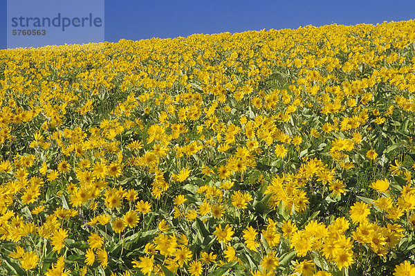 Balsamroot Blumen in Junction Schaf Bereich Provincial Park im Grasland von British Columbia  Kanada